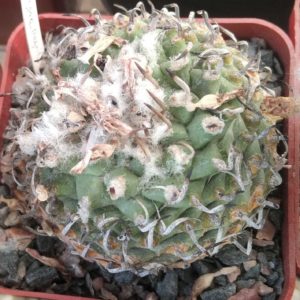 Turbinicarpus spec. Negrito- cube-7cm- біля 25 років-