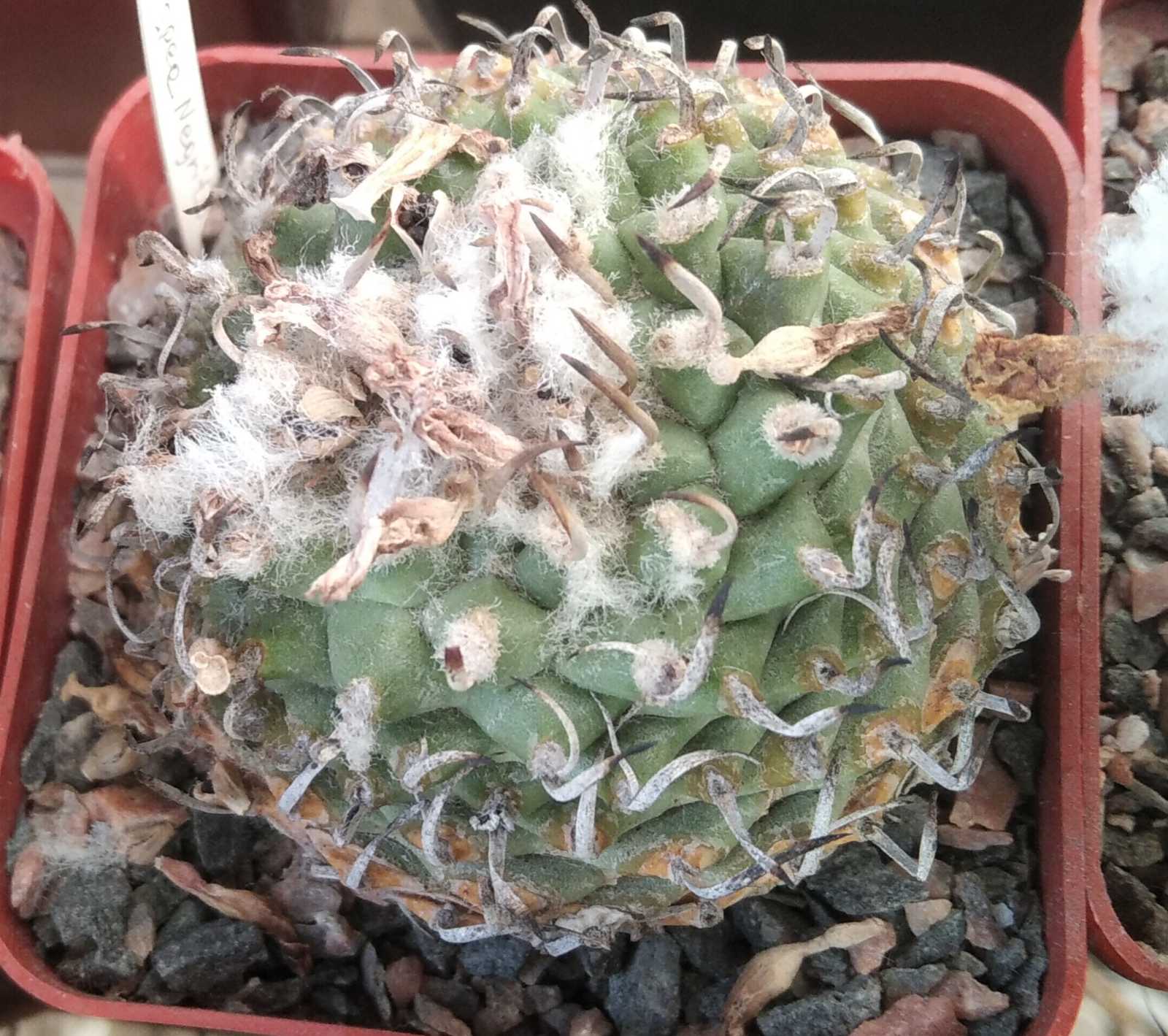 Turbinicarpus spec. Negrito- cube-7cm- біля 25 років-