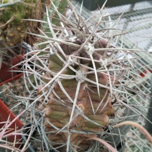 Echinocereus triglochidiatus НК1293 -Lake Lusero- cube-7cm- біля 20 років-