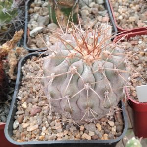 Copiapoa cinerea f. gigantea -San Ramon- cube-9см-