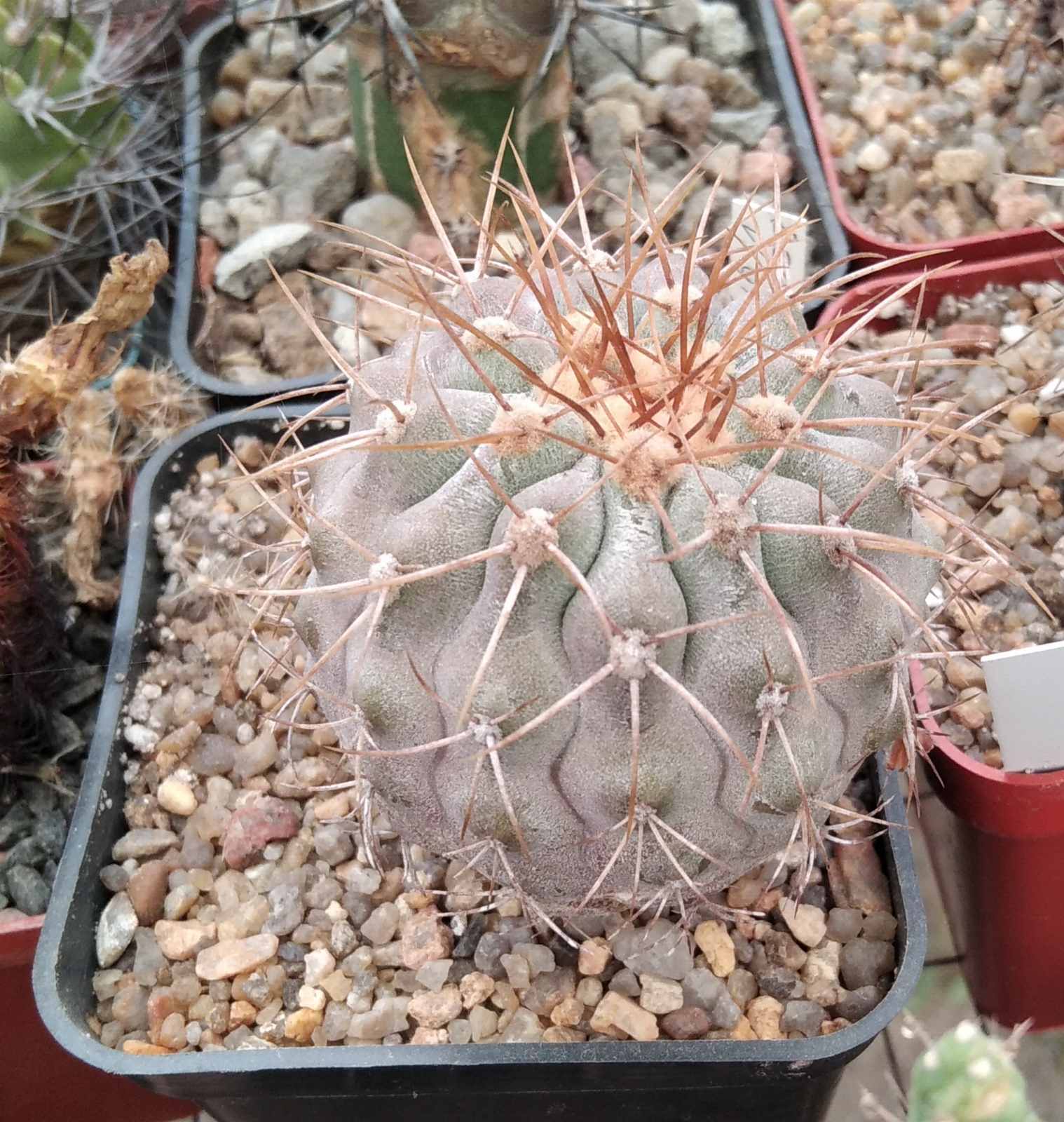 Copiapoa cinerea f. gigantea -San Ramon- cube-9см-