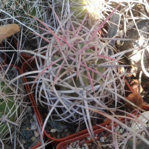 Echinocactus  polycephalus -cube-7cm- grafted-