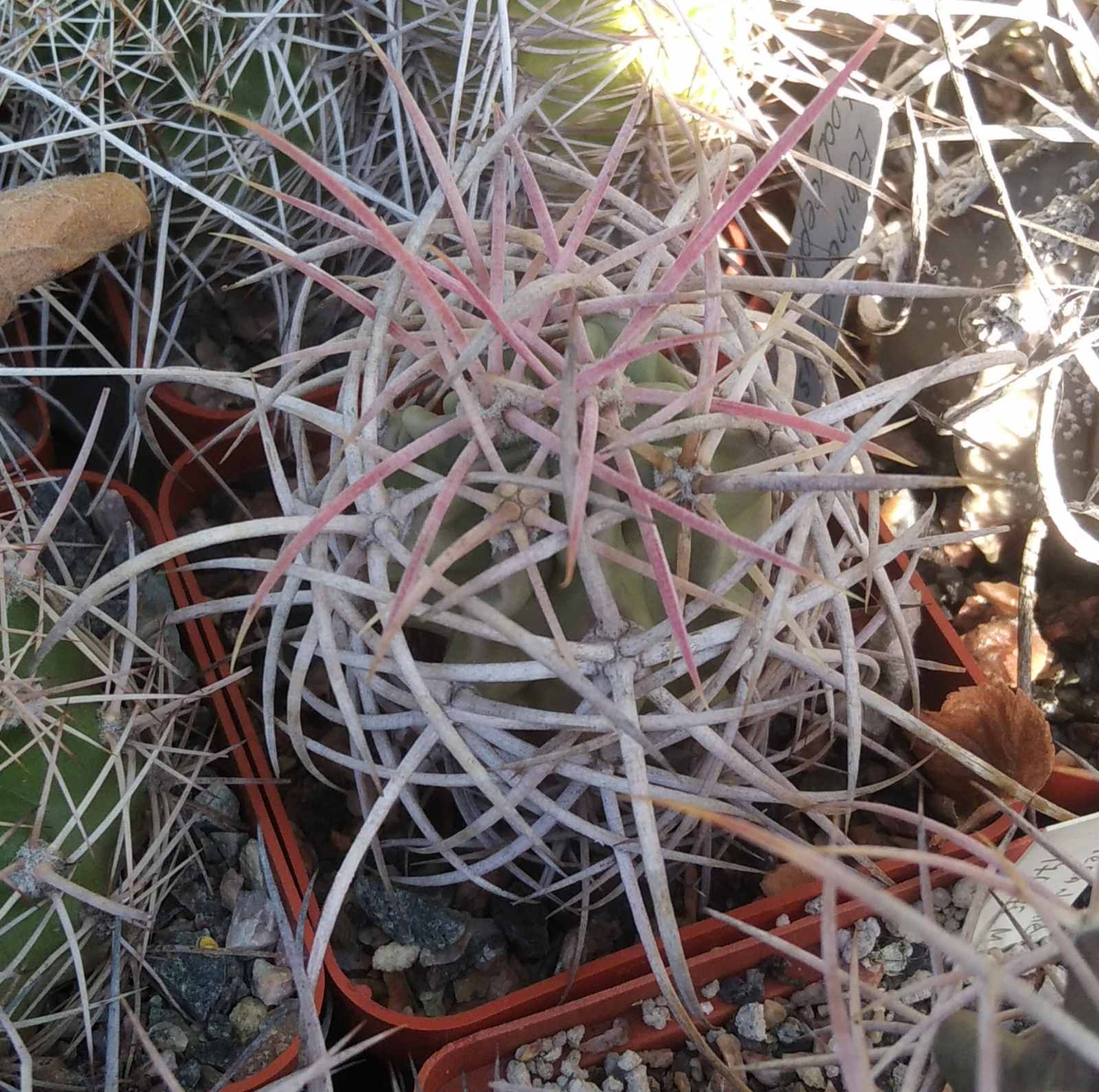 Echinocactus  polycephalus -cube-7cm- grafted-