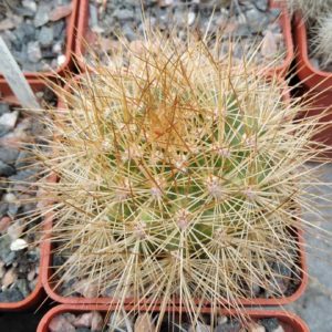 Matucana myriacantha -cube-6cm-