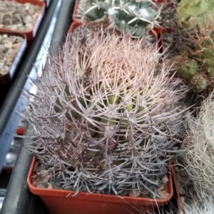 Pyrrhocactus catamarcensis -rare-cube-7cm-