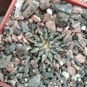 Ariocarpus  kotschoubeyanus v. rioverdae -Koehres- cube-6cm-