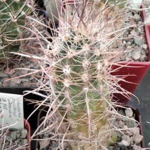 Аustrocactus bertinii JN951 -white spined form, nice- щепа на О.humifusa-
