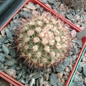 Islaya islayensis KK350 -MG-cube-6cm-