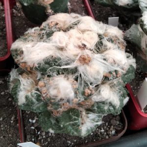 Ariocarpus cv."Godzilla"-cube-7cm- крупна Годзілла на потужному юсберті-