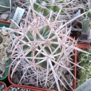 Echinocactus  polycephalus -cube-7cm- grafted-