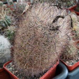 Echinomastus unguispinus GL607 -cube-8cm-20+років-крупна шикарна рослина-