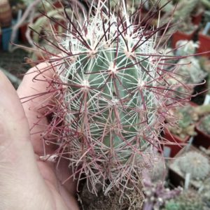 Sclerocactus polyancistrus -MG1277. 9 - щепа на О. humifusa-