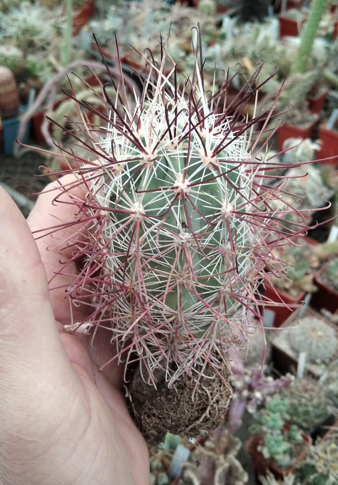 Sclerocactus polyancistrus -MG1277. 9 - щепа на О. humifusa-