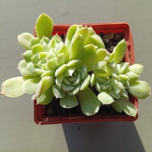 Echeveria Iria