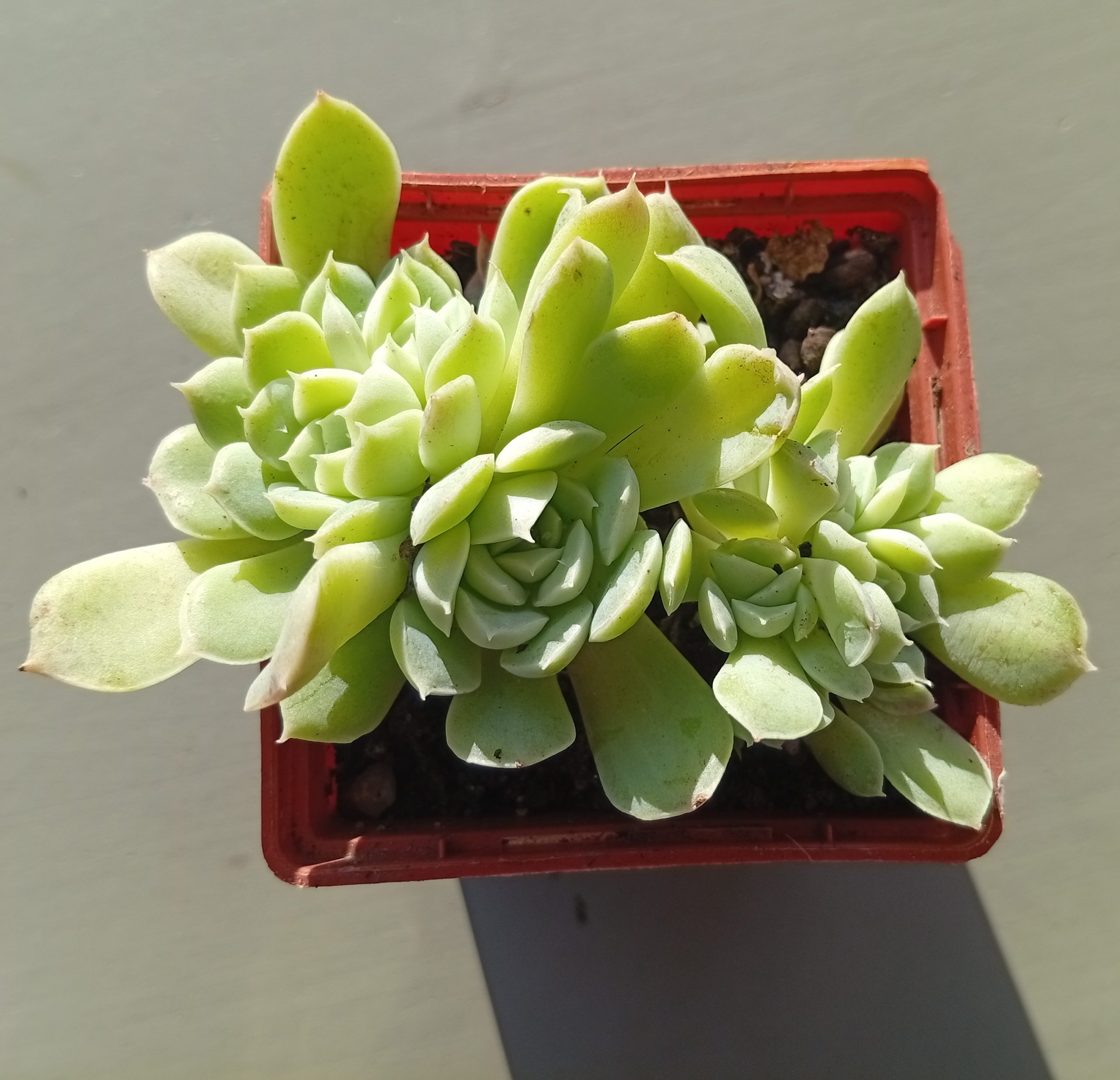 Echeveria Iria