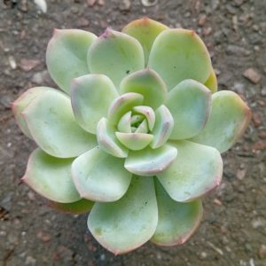 Echeveria Pink Line