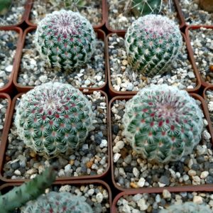 Echinocereus rigidissimus 'rubrispinus' Lau088