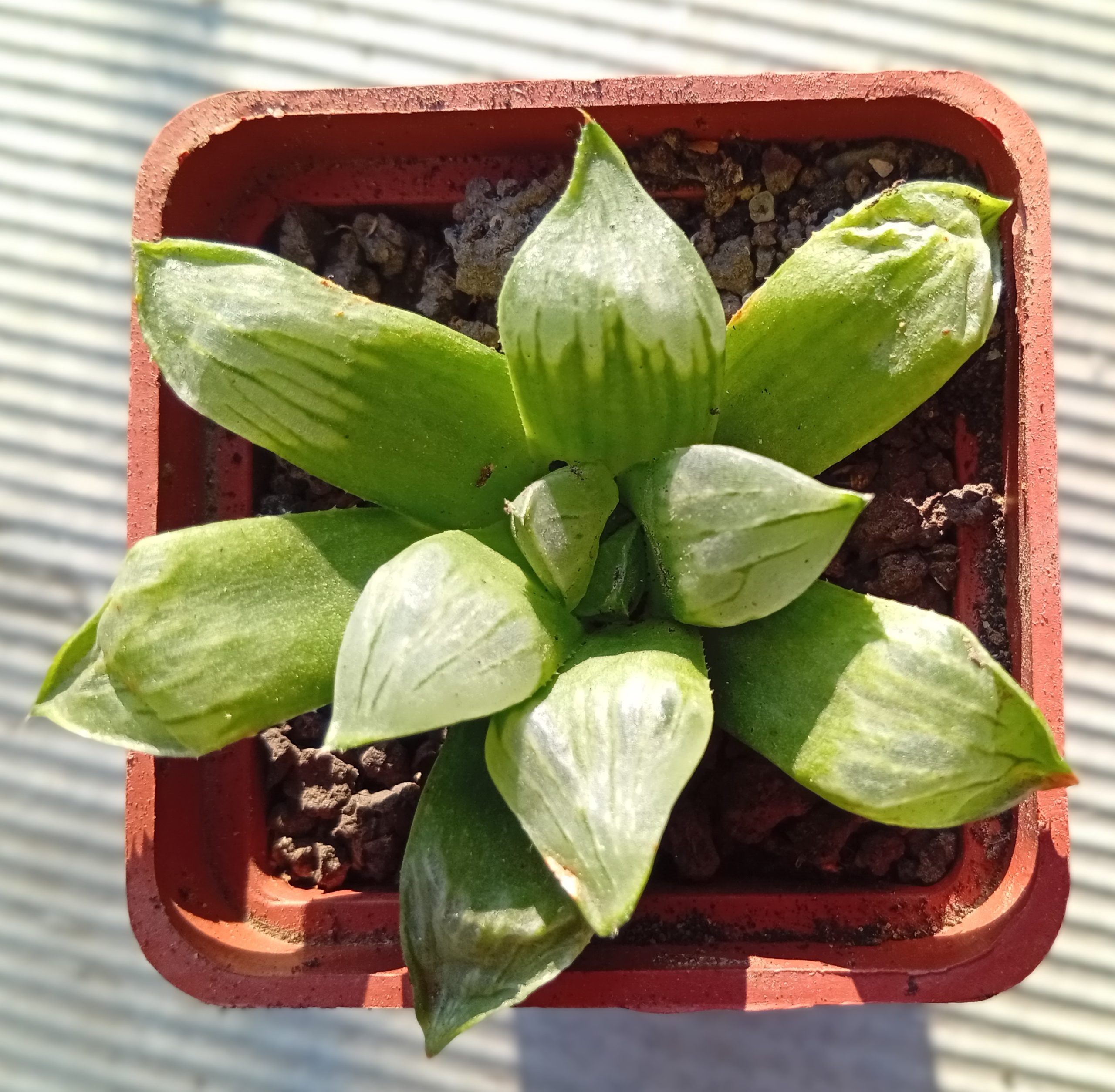 Haworthia Bykuya-Mutica