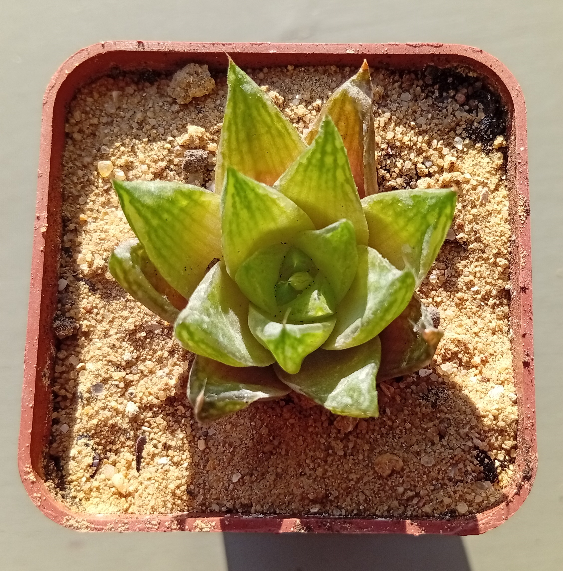 Haworthia reticulata