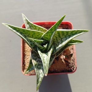 Aloe Sladeniana