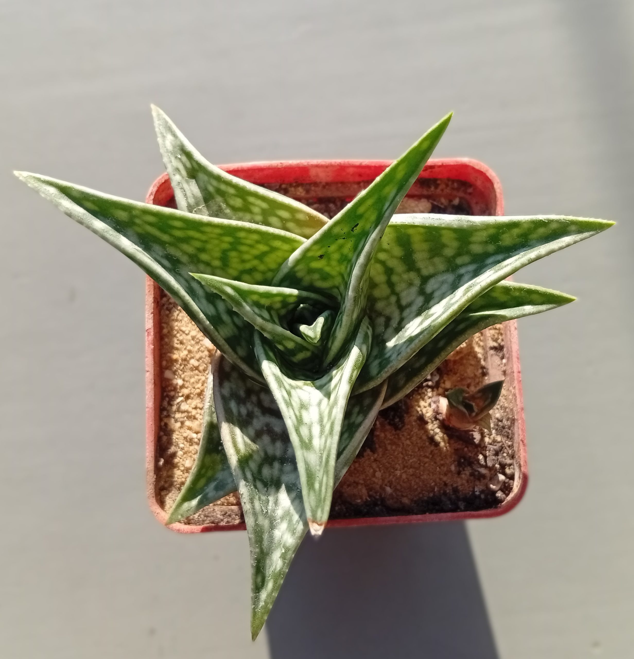 Aloe Sladeniana
