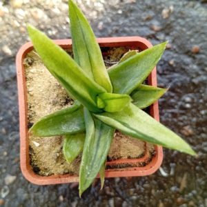 Aloe Black Gem variegata