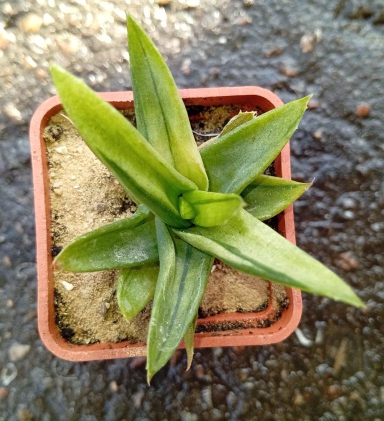 Aloe Black Gem variegata