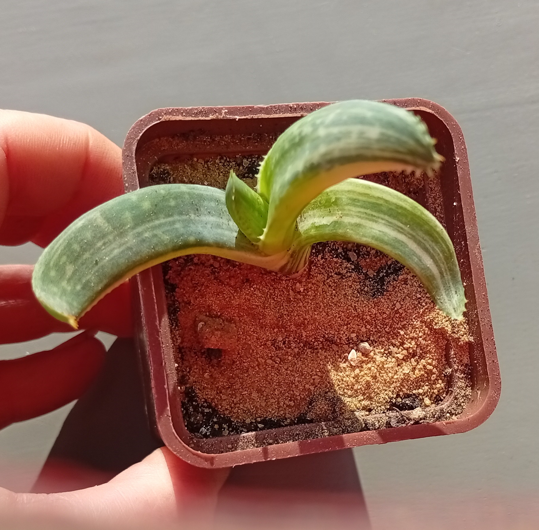 Aloe Tiger Tafii