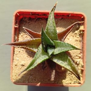 Haworthia tesselata 2km Smozens Kadu Farm