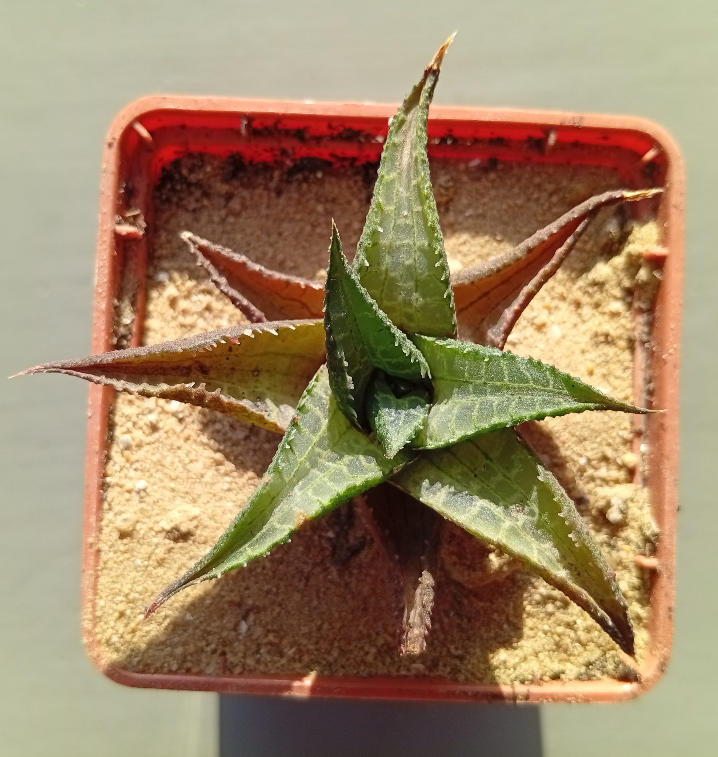 Haworthia tesselata 2km Smozens Kadu Farm