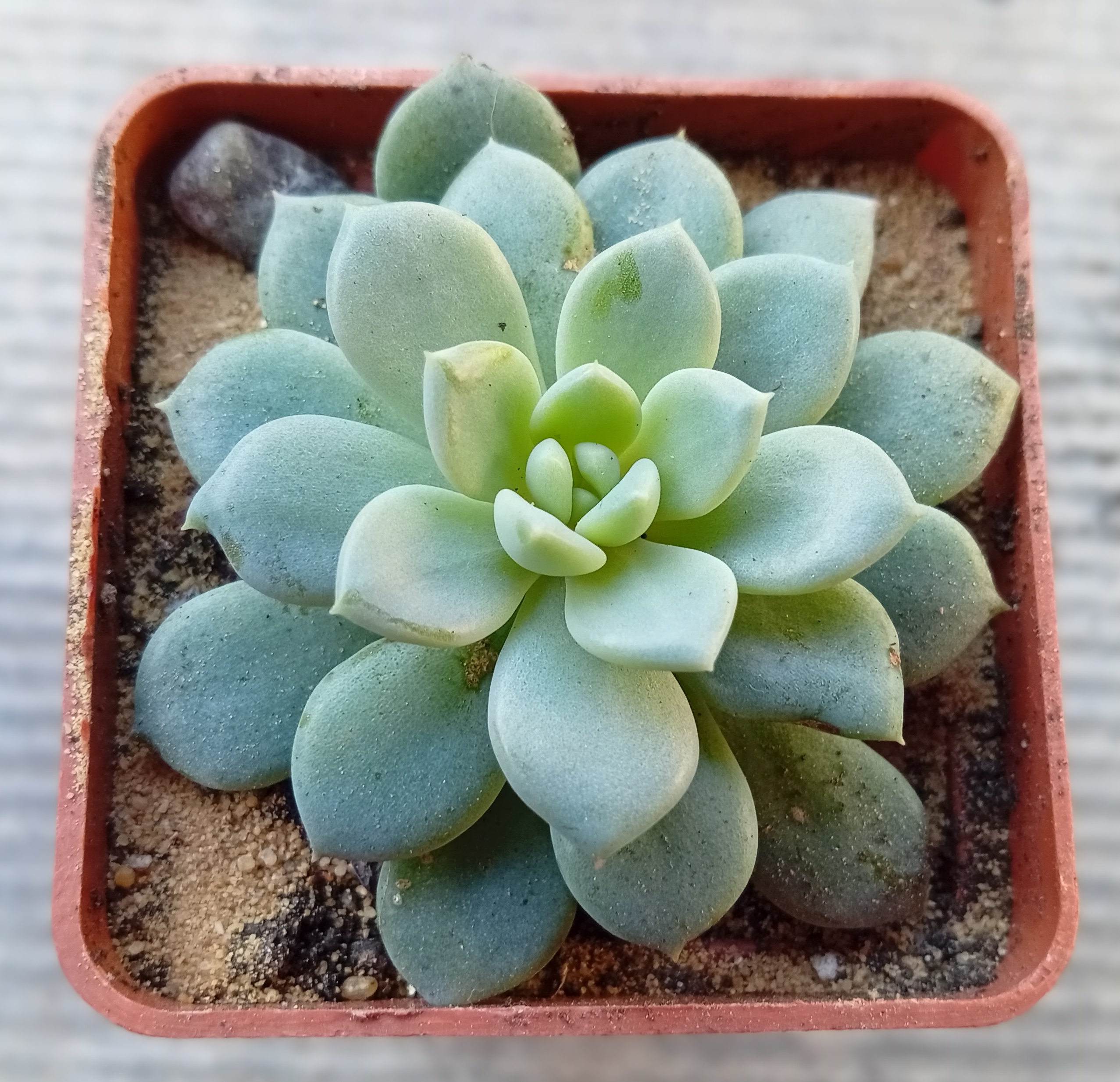 Echeveria Summer Dream