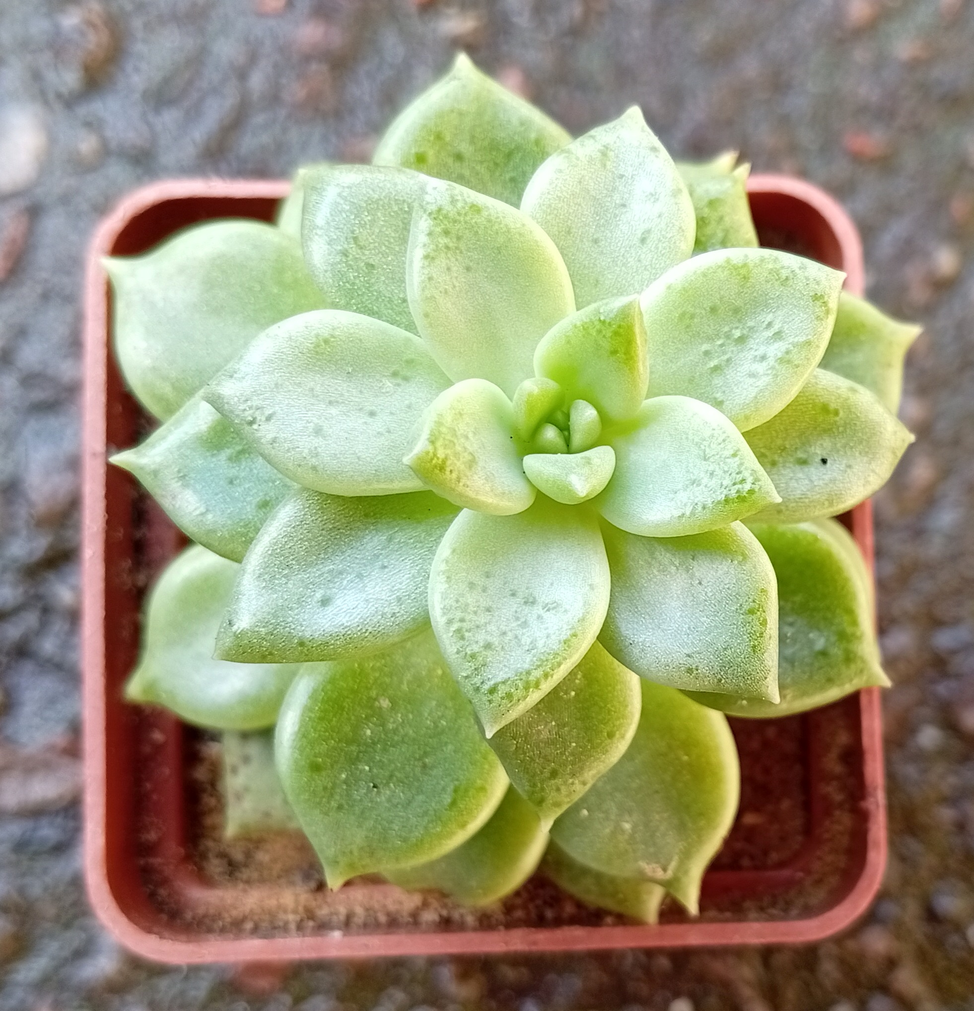 Pachyveria Melody