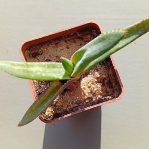 Aloe Tiger Taffii