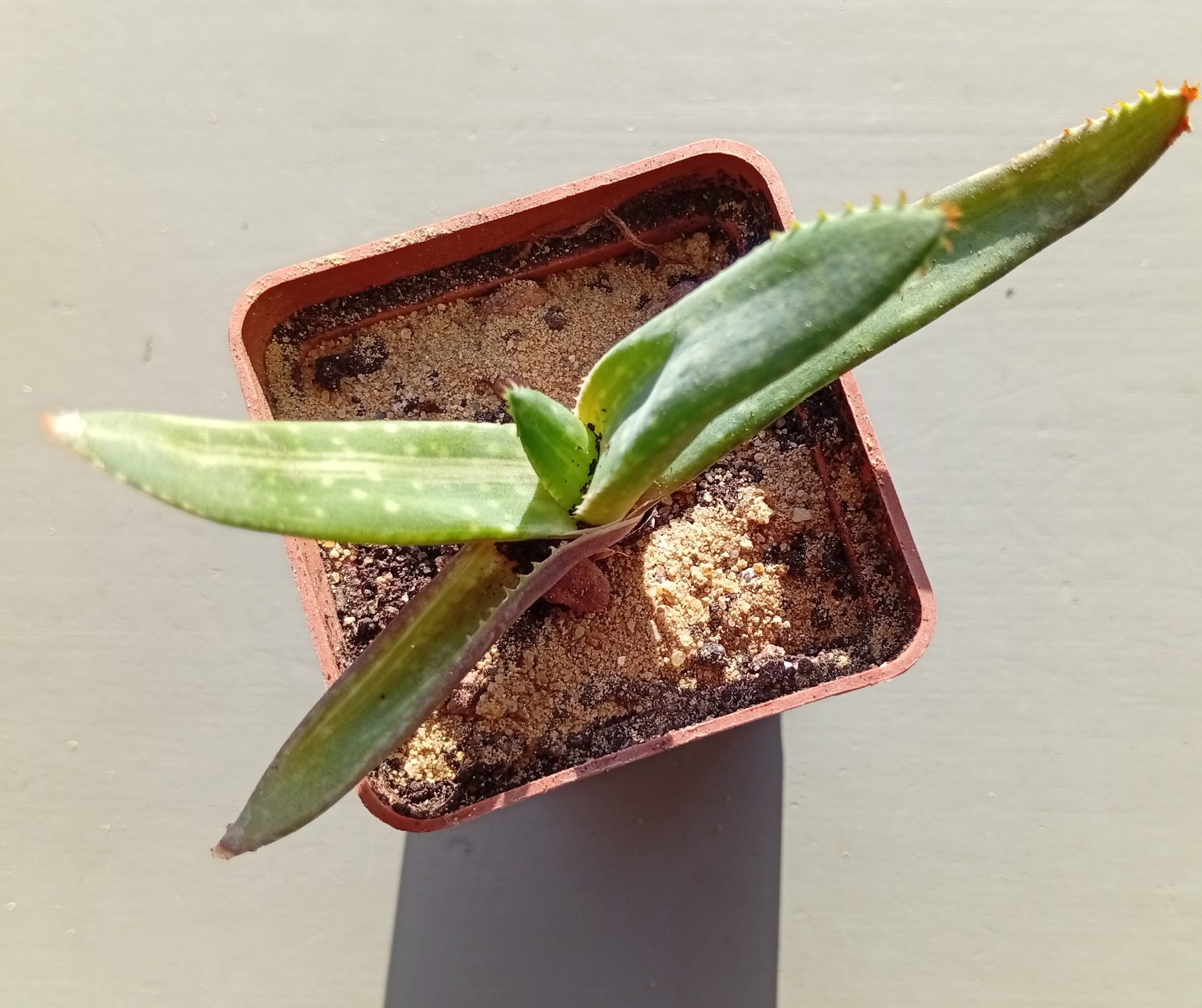 Aloe Tiger Taffii