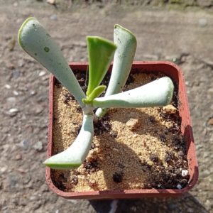 Adromischus tryflorus