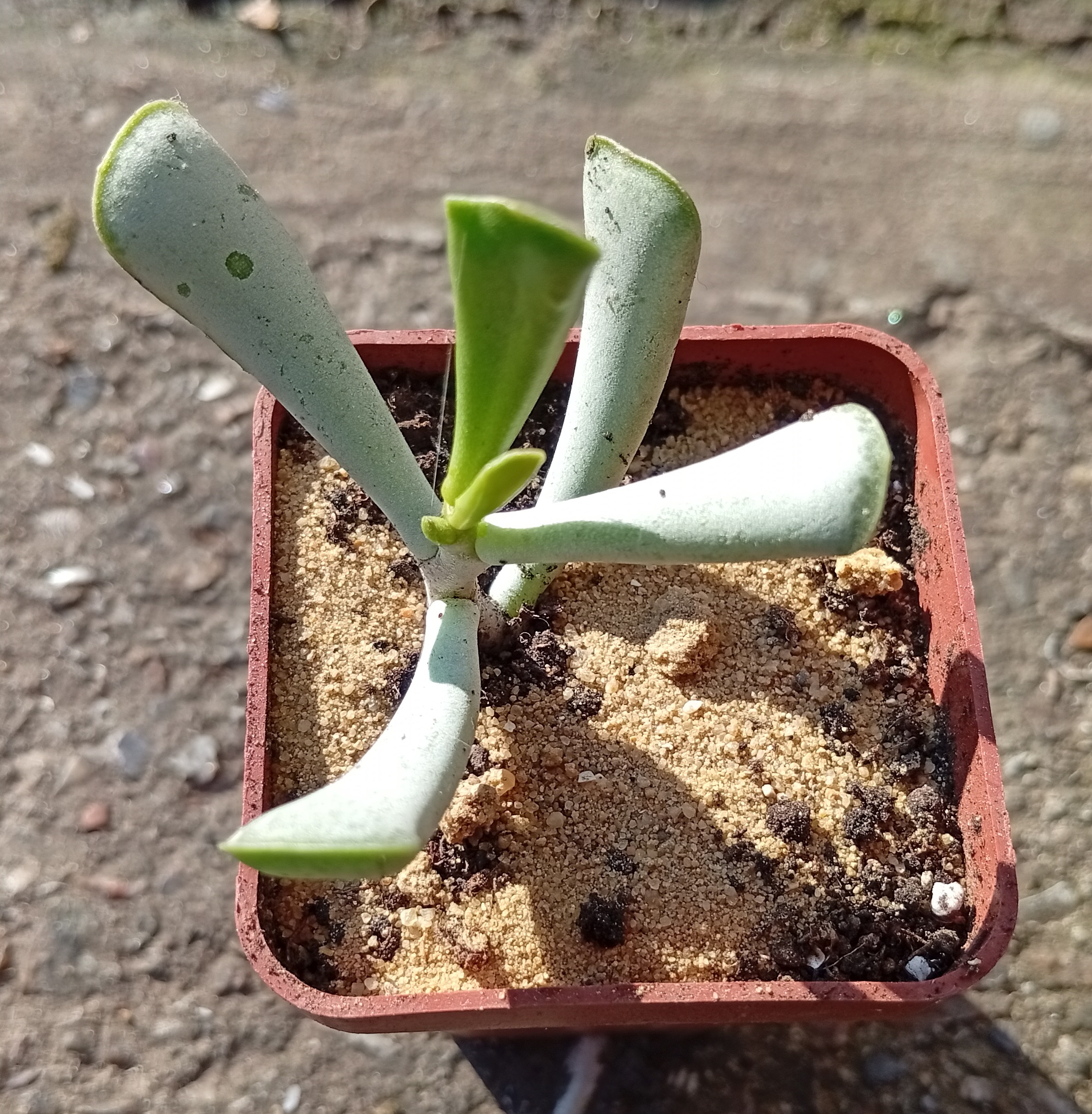 Adromischus tryflorus