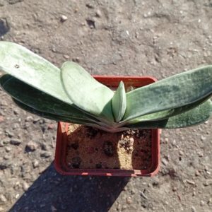 Gasteria Smokey