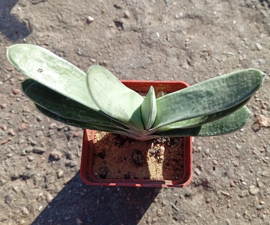 Gasteria Smokey