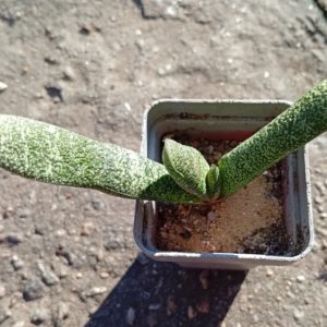 Gasteria batesiana v dolomitica Penge