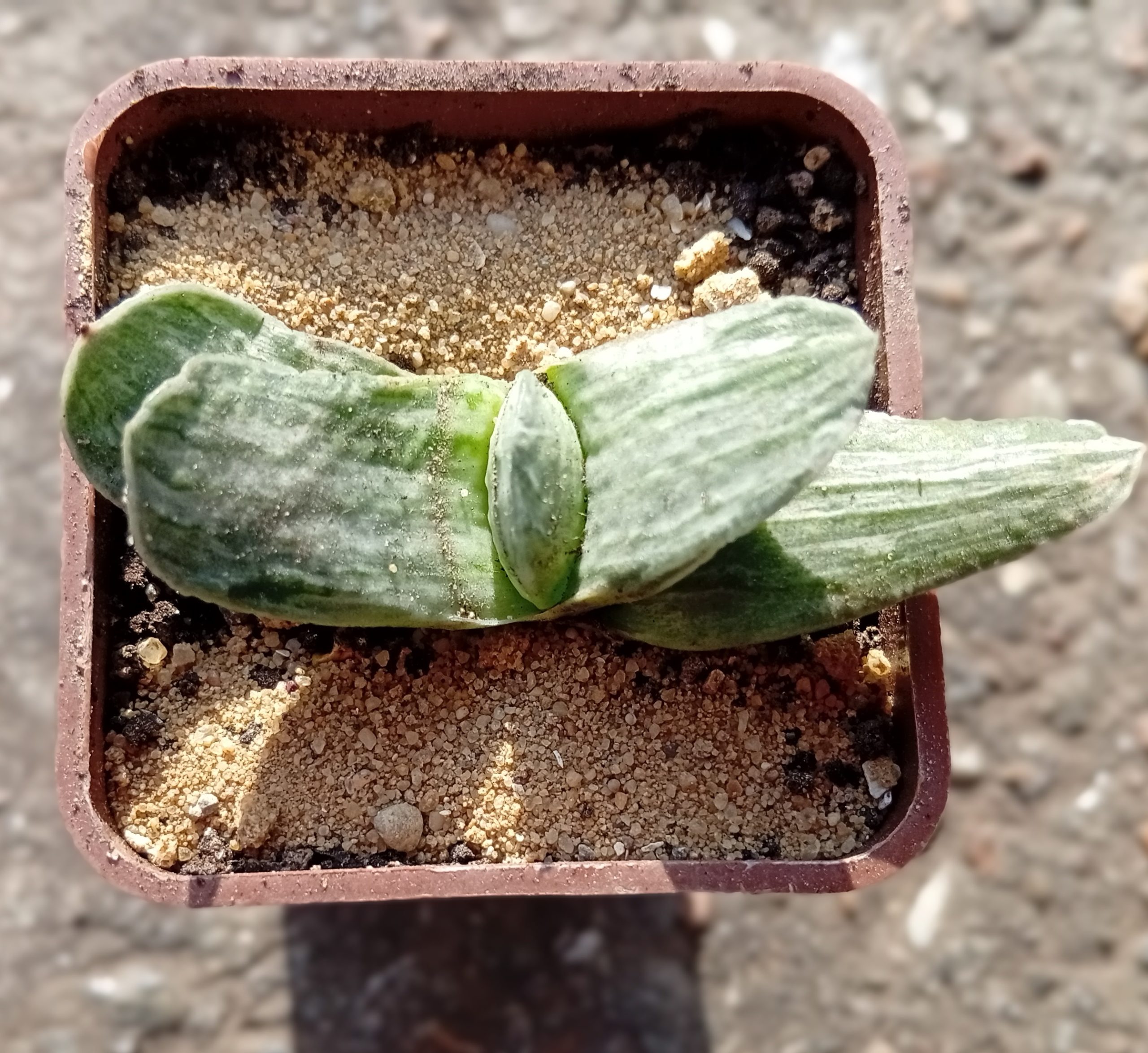 Gasteria disticha variegata
