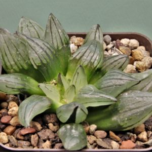 Haworthia-Atrofusca-mutant-watermelon-1