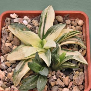 Haworthia-Great-white-1