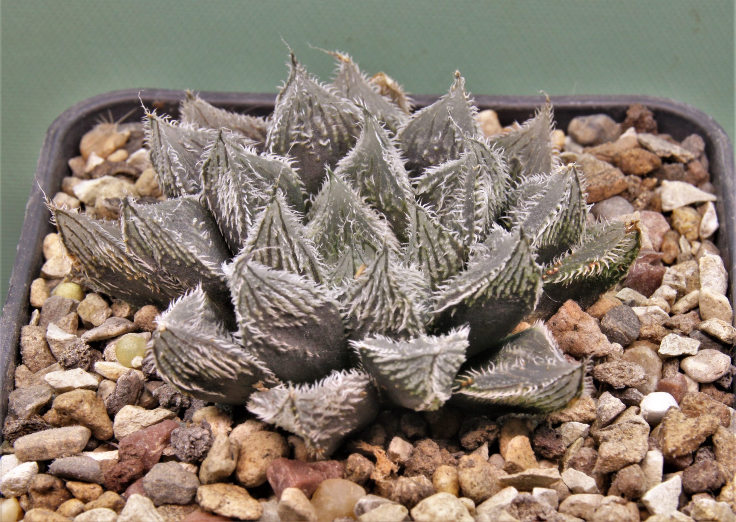Haworthia-Hakugin-emaki