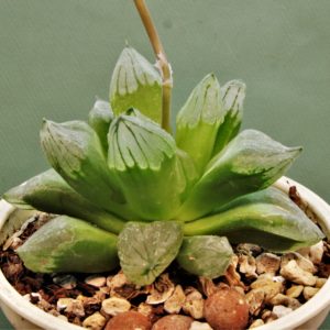 Haworthia-Ice-citi
