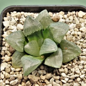 Haworthia-Nikko-1.