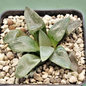 Haworthia-Nikko-3