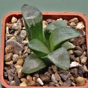 Haworthia-Nikko-5