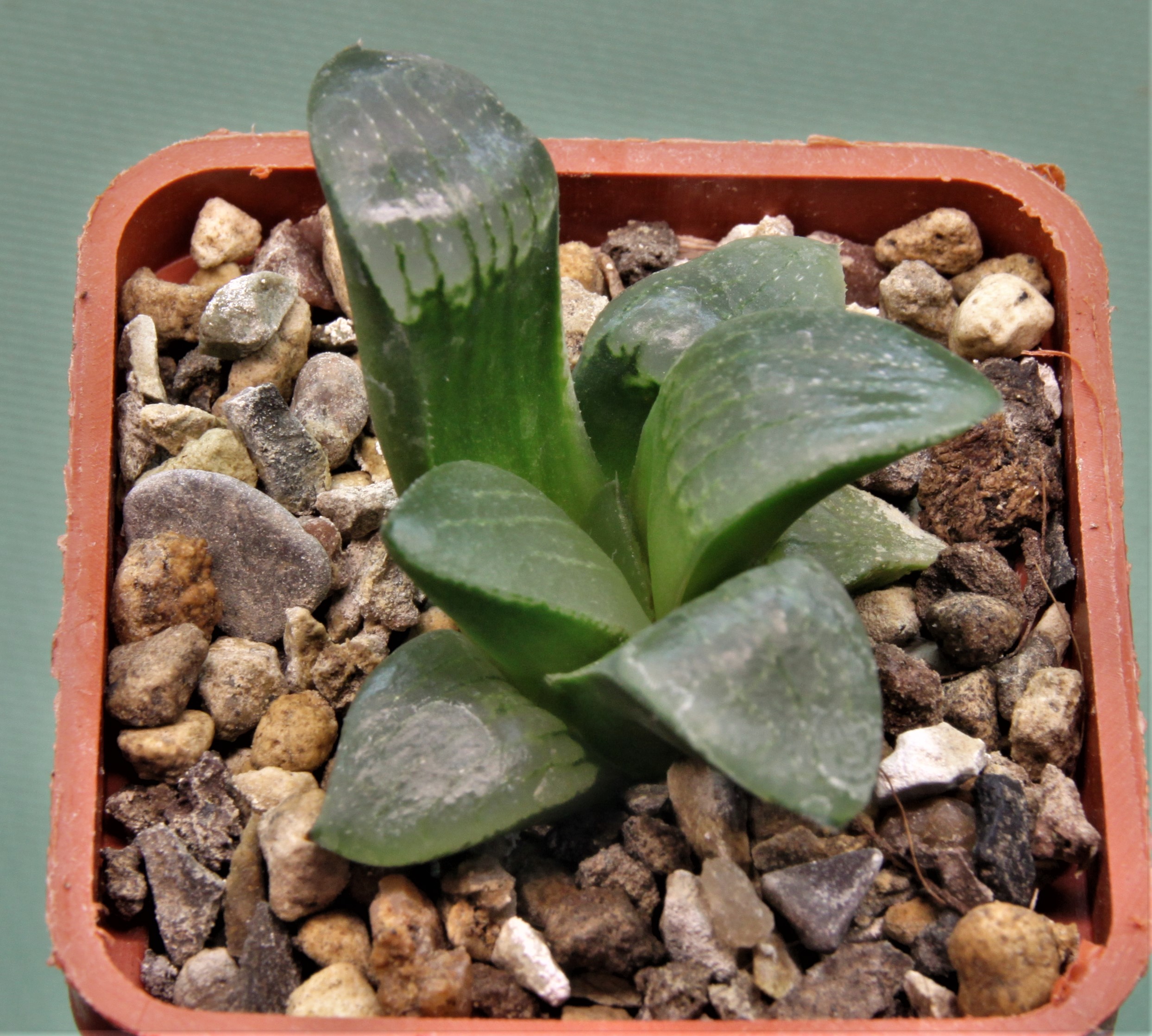 Haworthia-Nikko-5