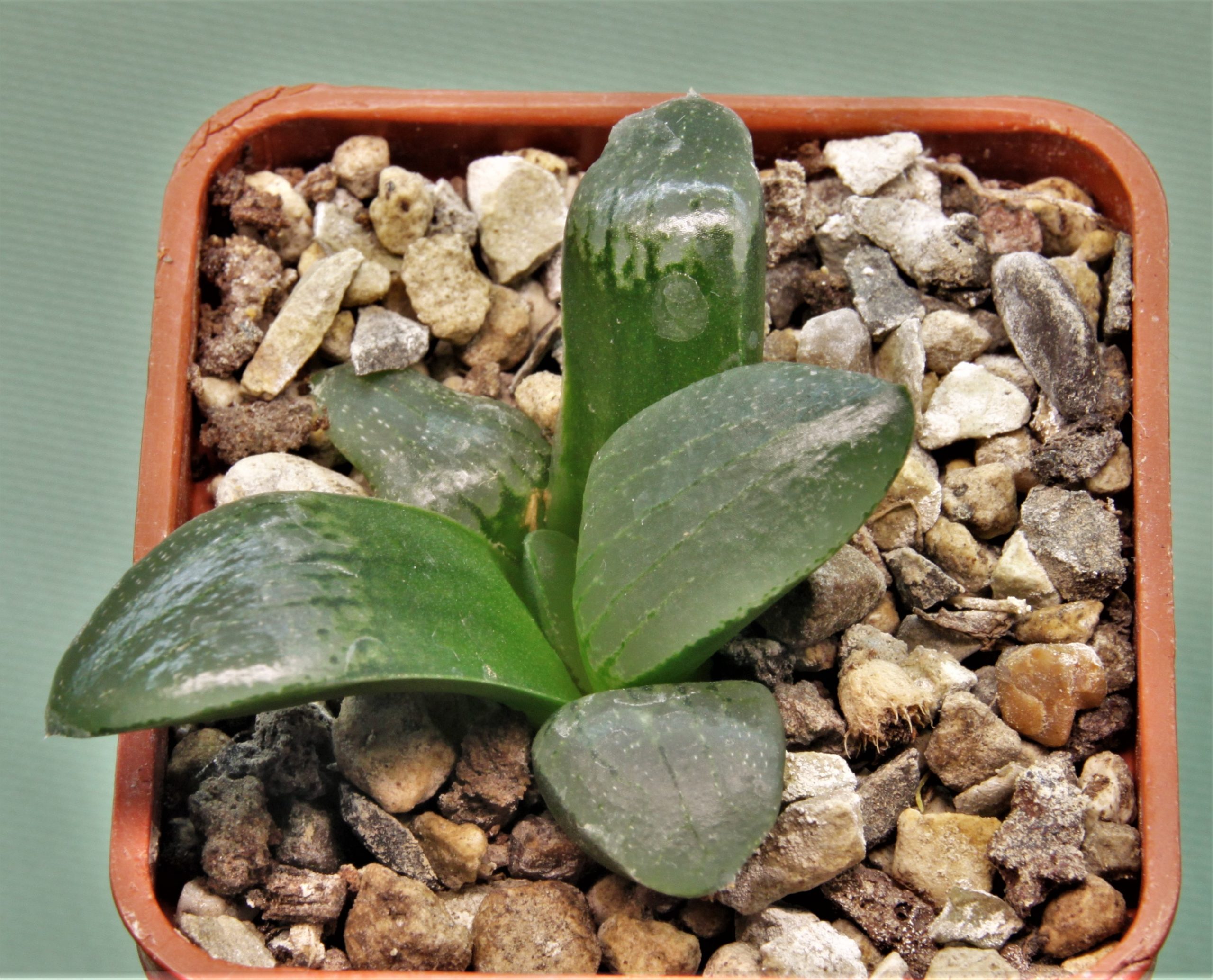 Haworthia-Nikko-6
