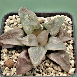 Haworthia-Nikko.